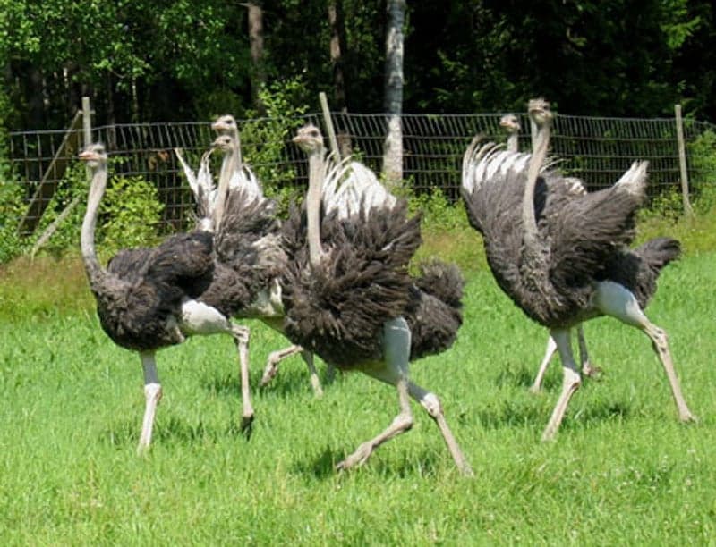 strutsar.jpg